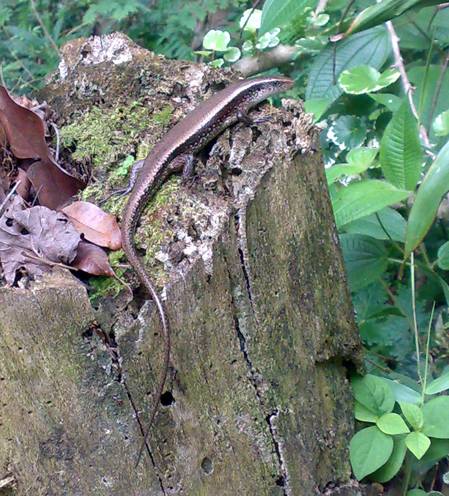 Sonnen-Skink (Eutropis multifasciata), typisches Aussehen der Art