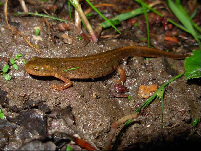 Spanischer Wassermolch (Lissotriton boscai), typisches Aussehen der Art
