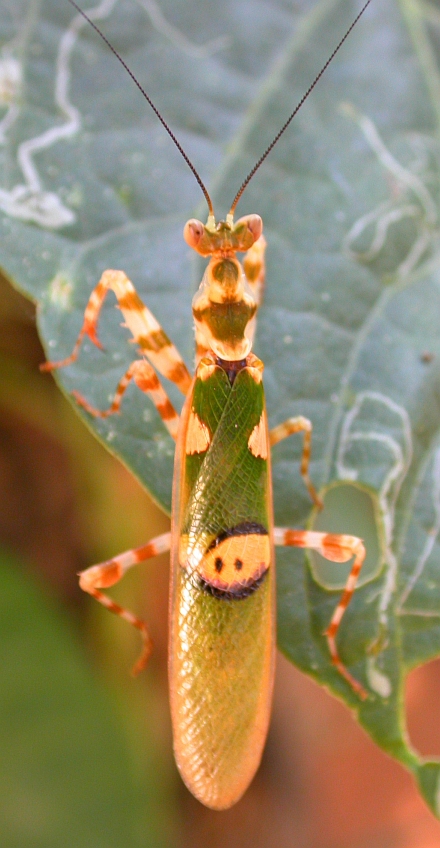 Spitzenflügelmantis (Creobroter gemmatus), typisches Aussehen der Art