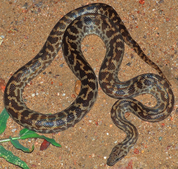 Spotted Python (Antaresia maculosa), typisches Aussehen der Art
