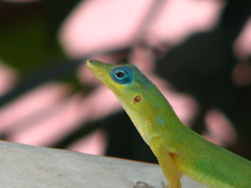 St. Vincent-Anolis (Anolis trinitatis), typisches Aussehen der Art