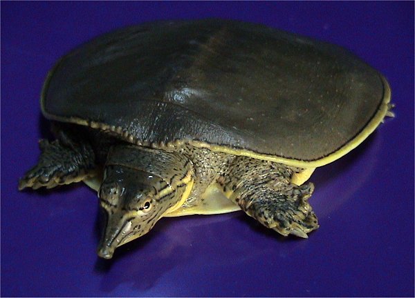 Stachelweichschildkröte (Apalone spinifera), typisches Aussehen der Art