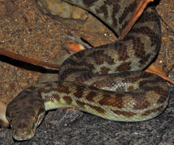 Stimsons Python (Antaresia stimsoni), typisches Aussehen der Art