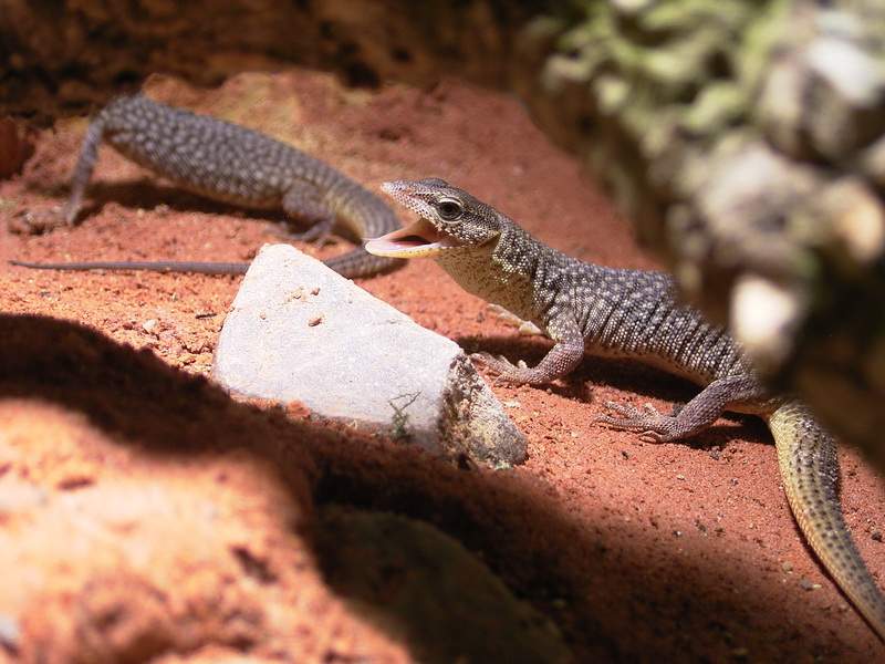 Storrs Waran (Varanus storri), typisches Aussehen der Art