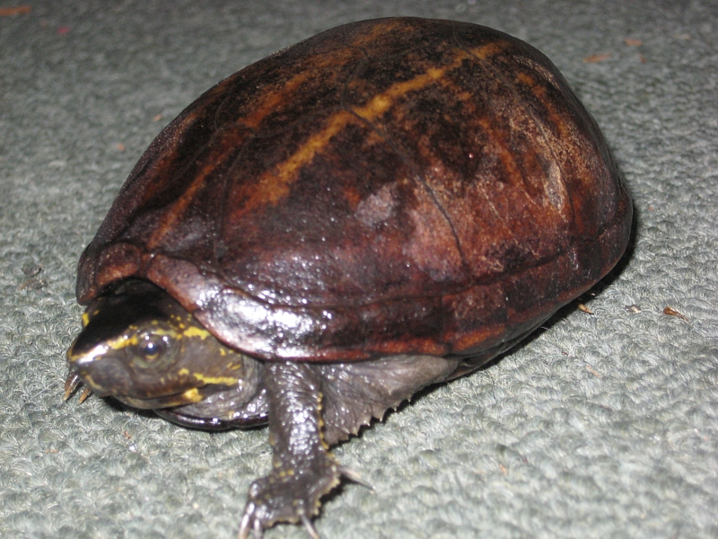 Striped Mud Turtle (Kinosternon baurii), typisches Aussehen der Art