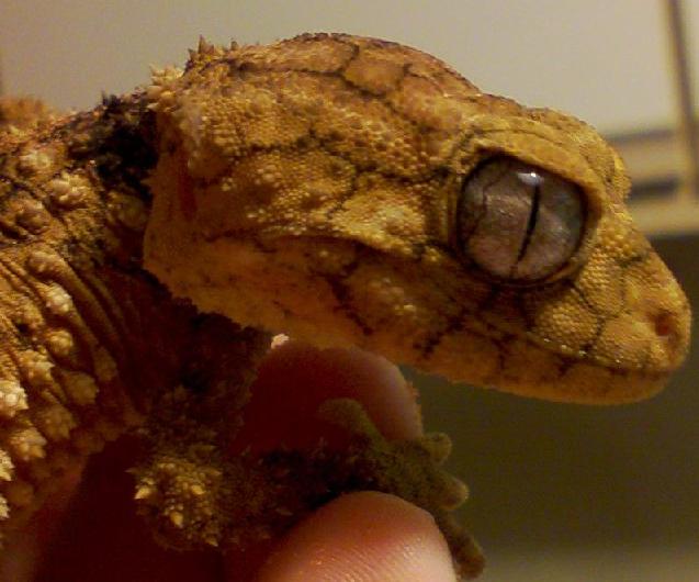 Stummelschwanzgecko (Nephrurus amyae), typisches Aussehen der Art