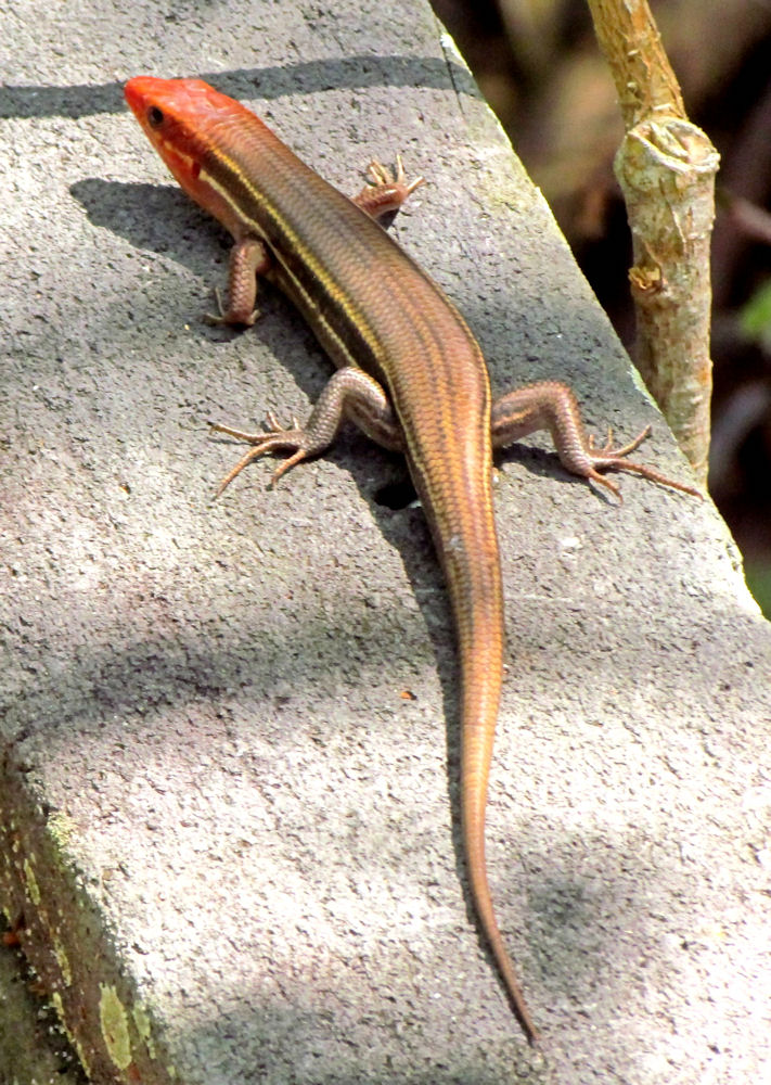 Südöstlicher Blauschwanzskink (Plestiodon inexpectatus), typisches Aussehen der Art