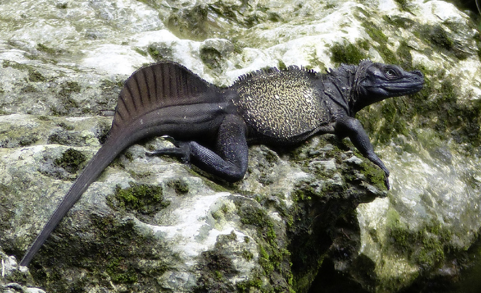 Sulawesi-Segelechse (Hydrosaurus celebensis), typisches Aussehen der Art