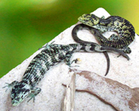 Taeniata-Baumschleiche (Abronia taeniata), typisches Aussehen der Art