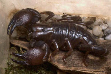 Tansania-Rotscheren-Skorpion (Pandinus cavimanus), typisches Aussehen der Art