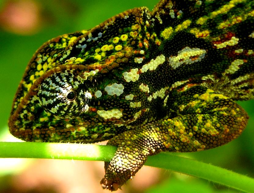 Teppichchamäleon (Furcifer lateralis), typisches Aussehen der Art