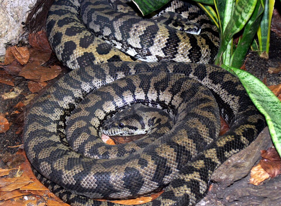 Teppichpython (Morelia spilota), typisches Aussehen der Art