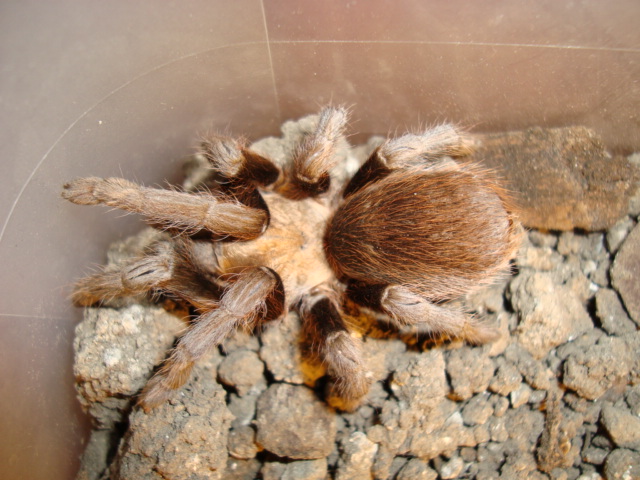 Texas-Braune Vogelspinne (Aphonopelma hentzi), typisches Aussehen der Art