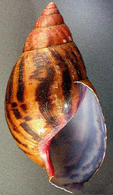 Tiger-Achatschnecke (Achatina achatina), typisches Aussehen der Art