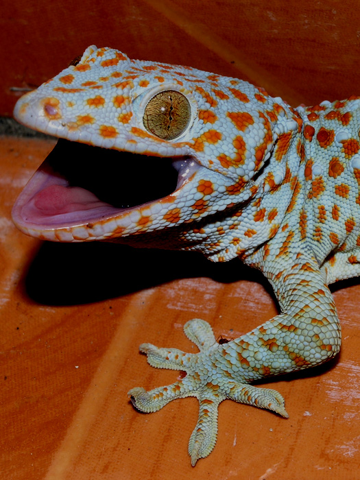 Tokeh (Gekko gecko), typisches Aussehen der Art