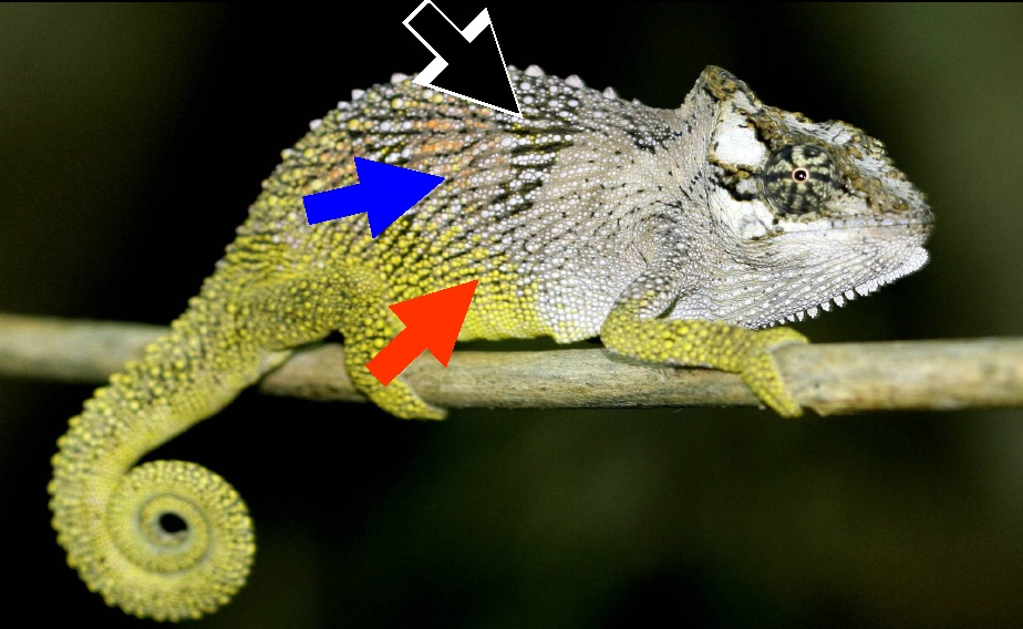 Transkei-Zwergchamäleon (Bradypodion caffer), typisches Aussehen der Art