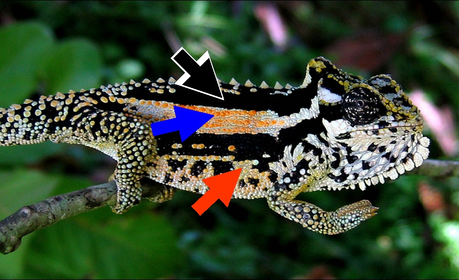 Transvaal-Zwergchamäleon (Bradypodion transvaalense), typisches Aussehen der Art
