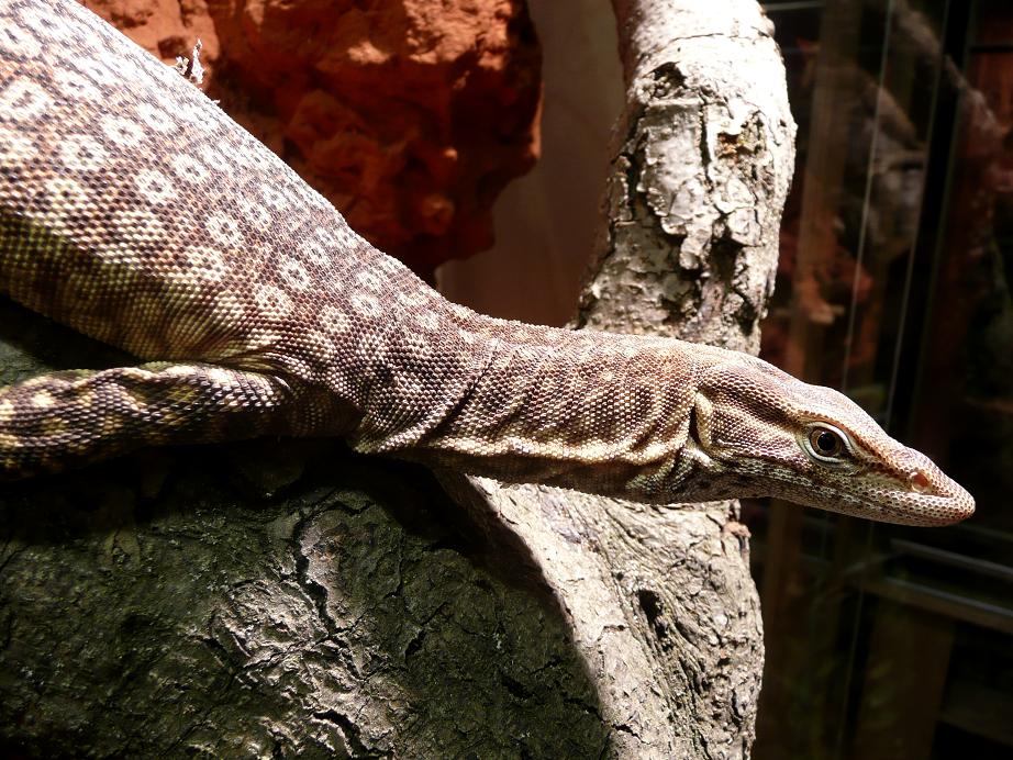 Tristis-Waran (Varanus tristis), typisches Aussehen der Art