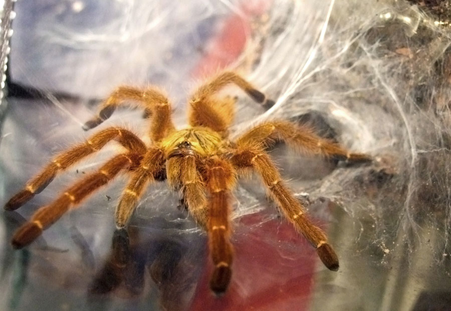 Usambara-Orangen-Vogelspinne (Pterinochilus murinus), typisches Aussehen der Art
