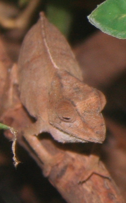 Usambara-Stummelschwanzchamäleon (Rhampholeon temporalis), typisches Aussehen der Art