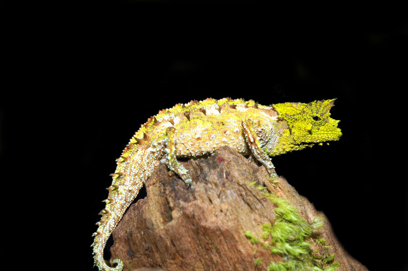 Vadons Erdchamäleon (Brookesia vadoni), typisches Aussehen der Art