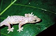 Vierklauen-Gecko (Gehyra mutilata), typisches Aussehen der Art