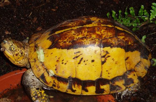 Vietnamese Box Turtle (Cuora galbinifrons), typisches Aussehen der Art