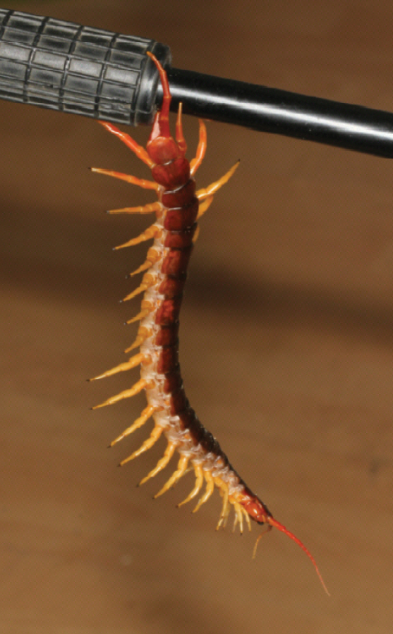Vietnamesischer Riesenläufer (Scolopendra dehaani), typisches Aussehen der Art