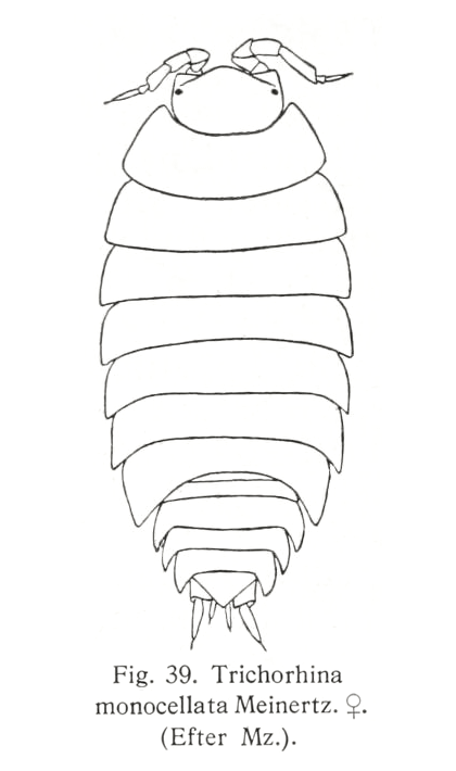 Weiße Assel (Trichorhina tomentosa), typisches Aussehen der Art