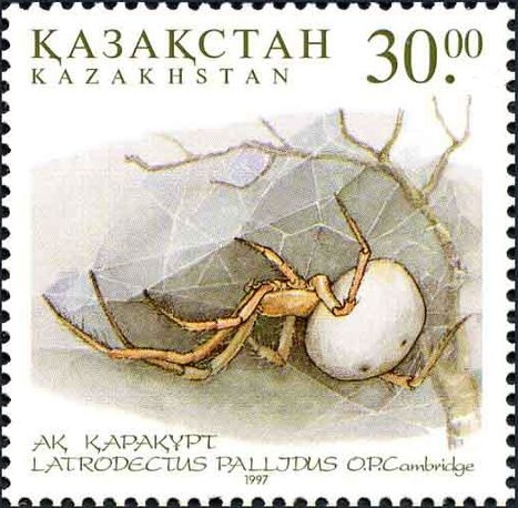 Weiße Witwe (Latrodectus pallidus), typisches Aussehen der Art