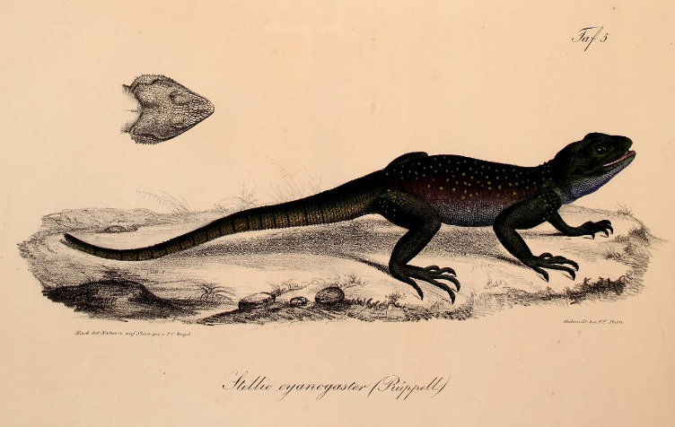 Weißkehl-Buschagame (Acanthocercus cyanogaster), typisches Aussehen der Art