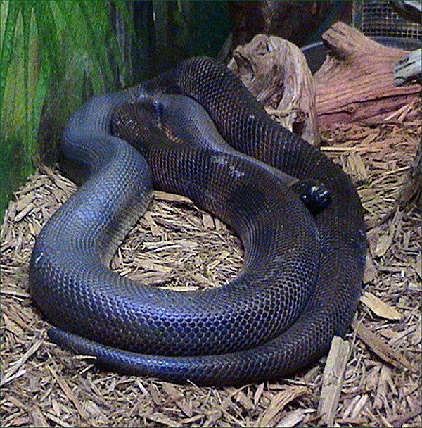 Weißlippenpython – Nördlicher (Bothrochilus boa), typisches Aussehen der Art