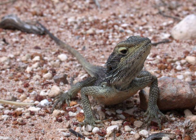 Westliche Bartagame (Pogona minor), typisches Aussehen der Art