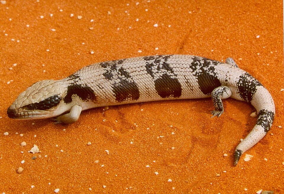 Westlicher Blauzungenskink (Tiliqua occipitalis), typisches Aussehen der Art