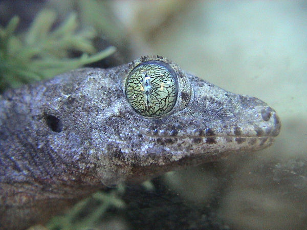 Wickelschwanz-Riesengecko (Gehyra vorax), typisches Aussehen der Art