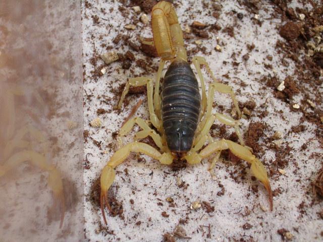Wüstenhaarskorpion (Hadrurus spadix), typisches Aussehen der Art