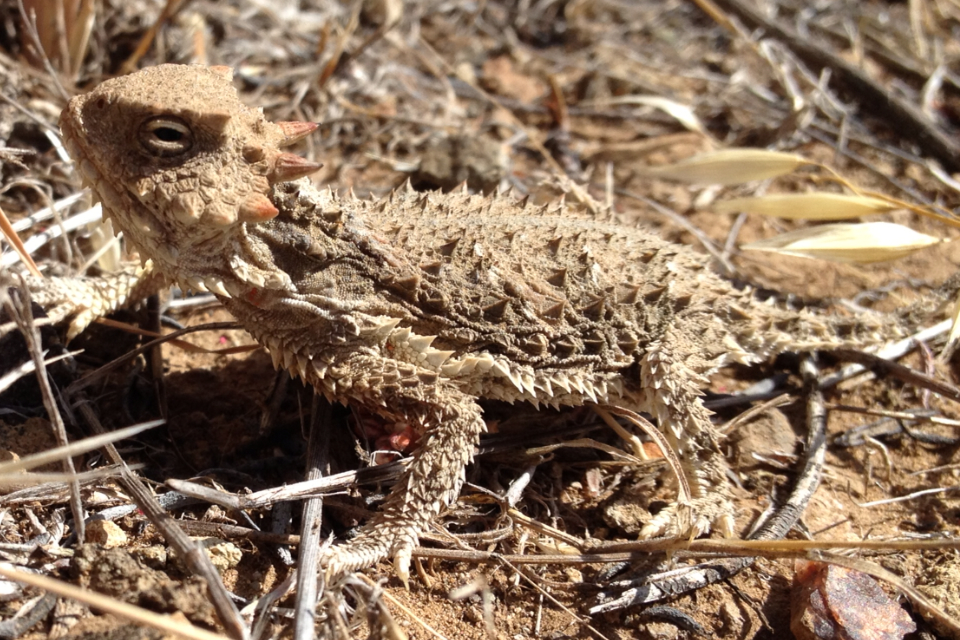 Wüsten-Krötenechse (Phrynosoma platyrhinos), typisches Aussehen der Art