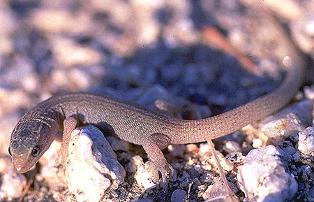 Wüsten-Nachtechse (Xantusia vigilis), typisches Aussehen der Art