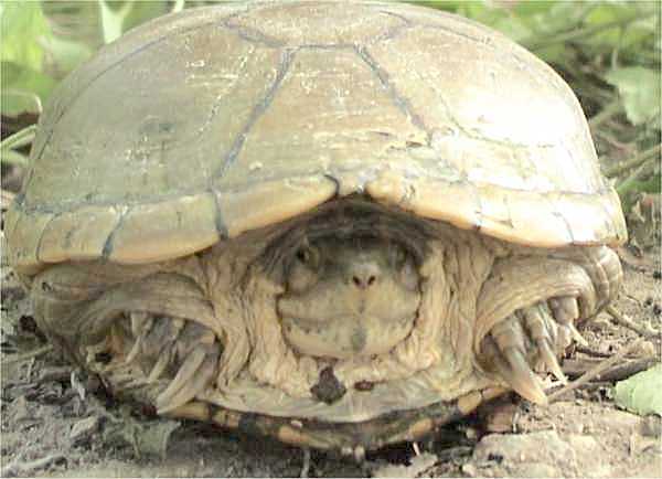 Yellow Mud Turtle (Kinosternon flavescens), typisches Aussehen der Art