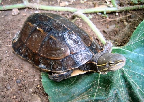 Yunnan-Dosenschildkröte (Cuora yunnanensis), typisches Aussehen der Art