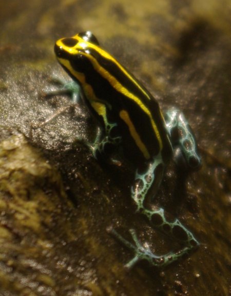 Zwerg-Baumsteiger (Ranitomeya ventrimaculata), typisches Aussehen der Art