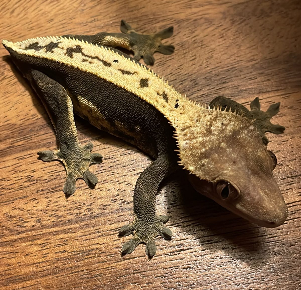 Aurelia – Kronengecko (Correlophus ciliatus)