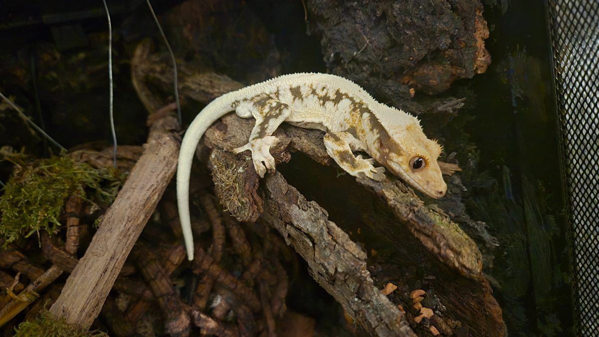 Tom – Kronengecko (Correlophus ciliatus)