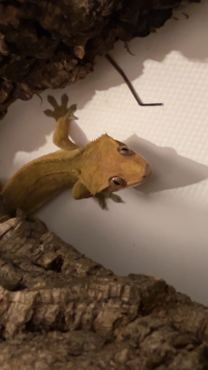 Jeffrey – Kronengecko (Correlophus ciliatus)