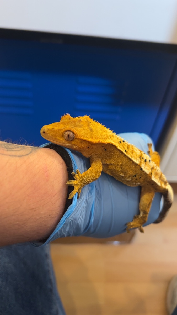 Mellow – Kronengecko (Correlophus ciliatus)