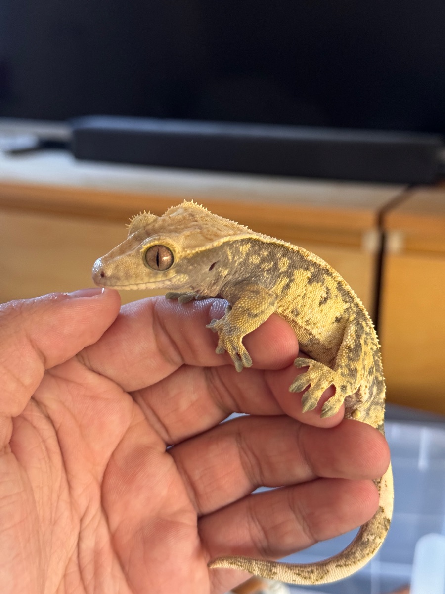 Frodo – Kronengecko (Correlophus ciliatus)