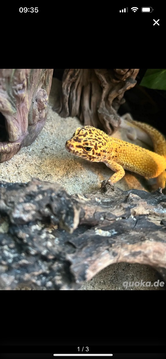 Mr Big – Leopardgecko (Eublepharis macularius)