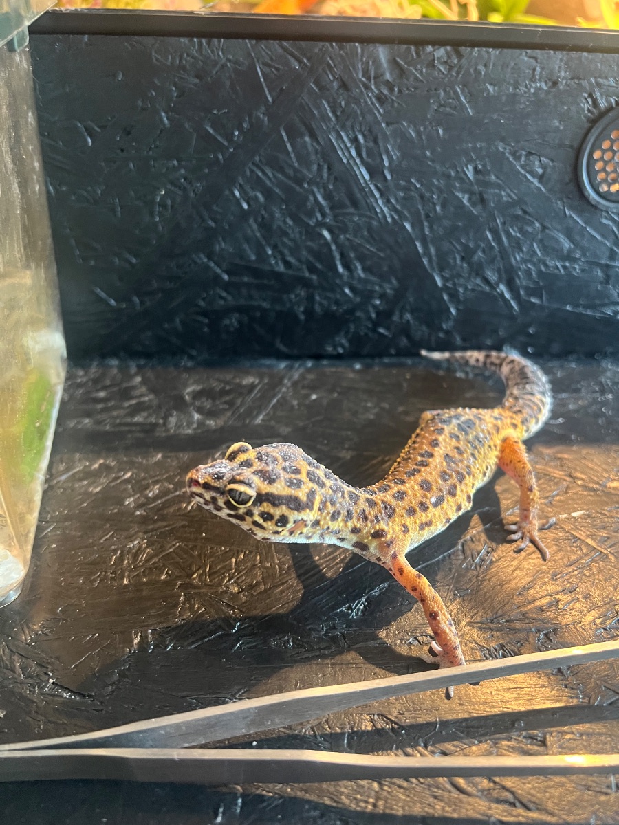 Sava – Leopardgecko (Eublepharis macularius)