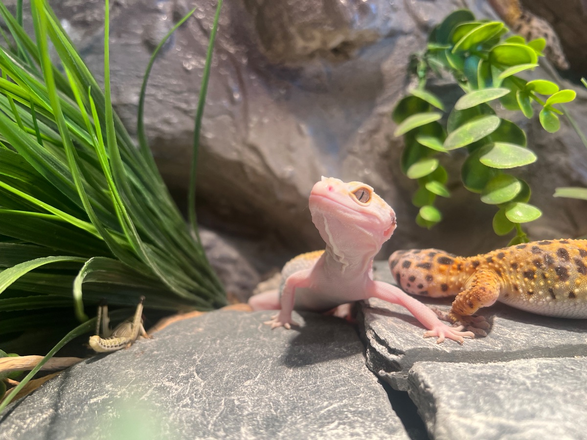 Snow – Leopardgecko (Eublepharis macularius)