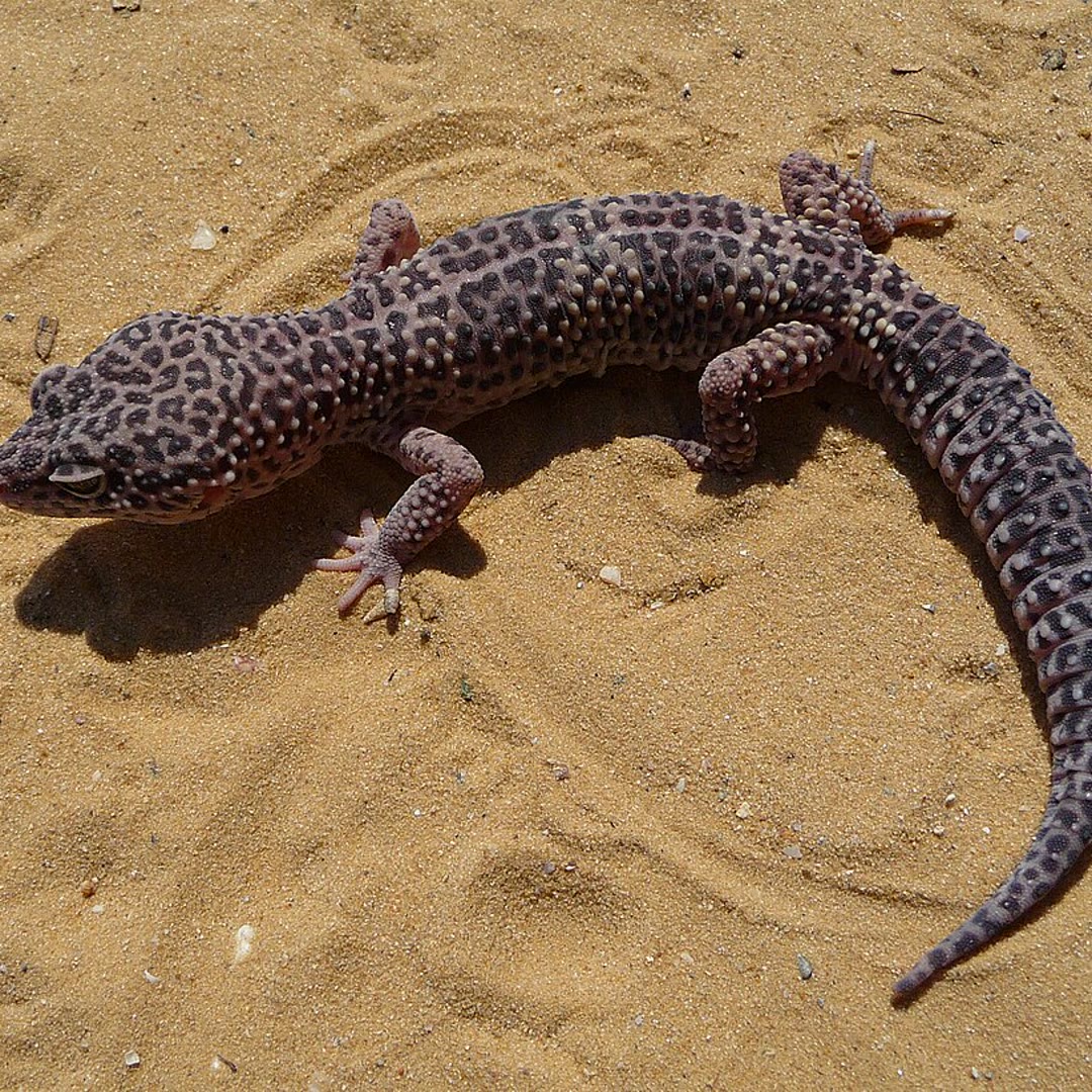 Kiwi – Leopardgecko (Eublepharis macularius)